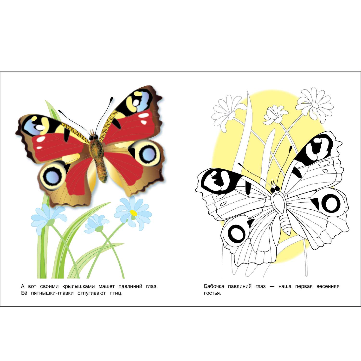 Раскраска Окружающий мир Бабочки - фото 2