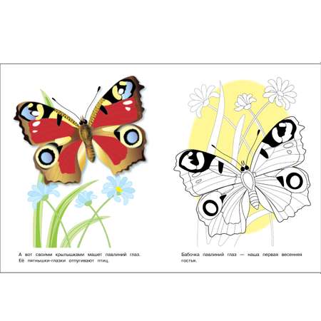 Раскраска Окружающий мир Бабочки