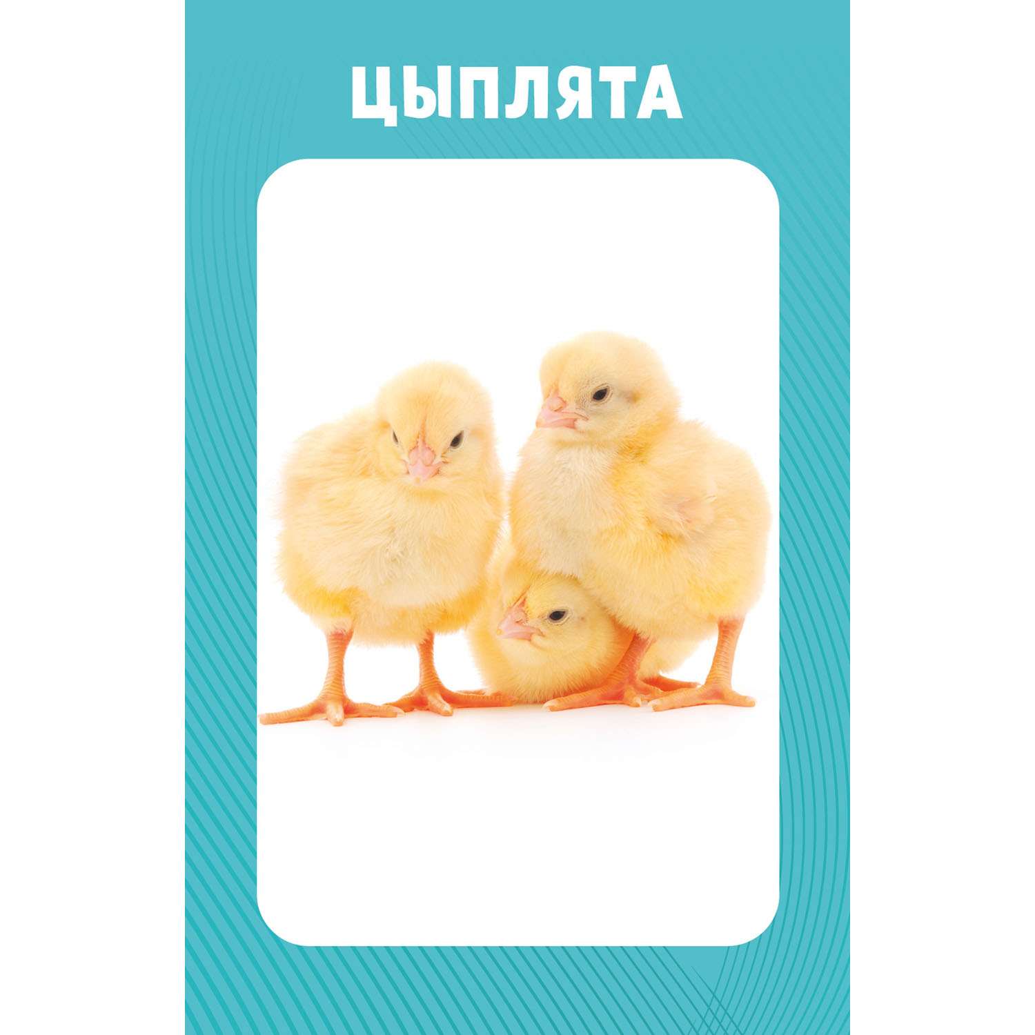 Книга Clever Издательство Развивающие карточки для малышей. 100 животных - фото 6