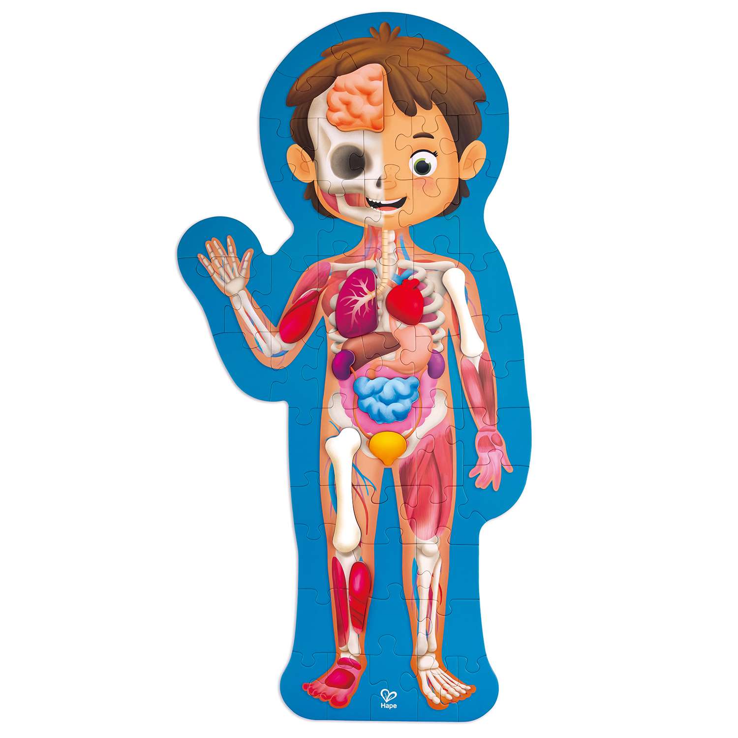 Пазл-игрушка Hape Как устроено тело человека E1635_HP - фото 2