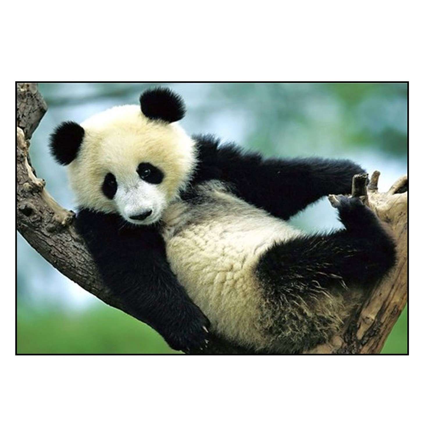 Panda b. Животные. Панды на дереве. Алмазная мозаика красная Панда на дереве. The animals.