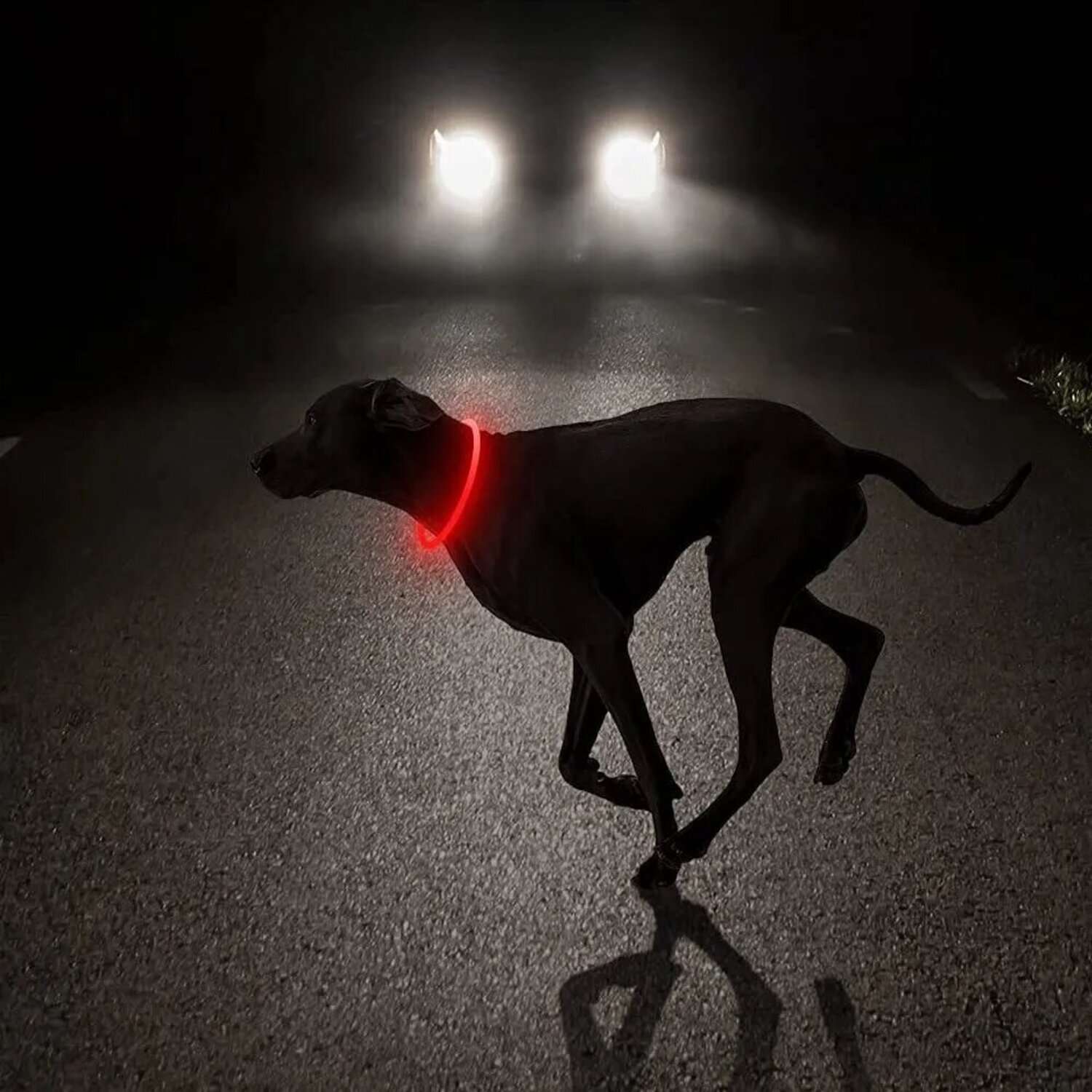 Ошейник ZDK Светящийся LED 55 см красный точечный свет ZooWell - фото 2