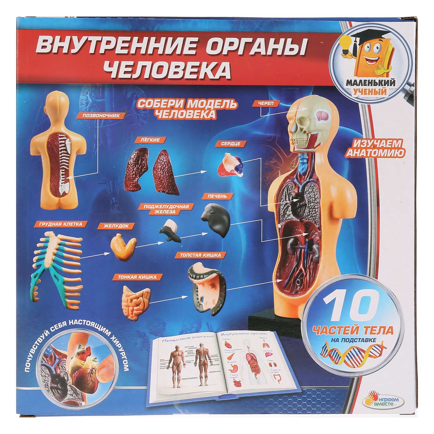 Собрать тело игра. Анатомический набор для детей. Игрушка анатомия человека. Тело человека органы игрушка. Габор анатомия человека для детей.