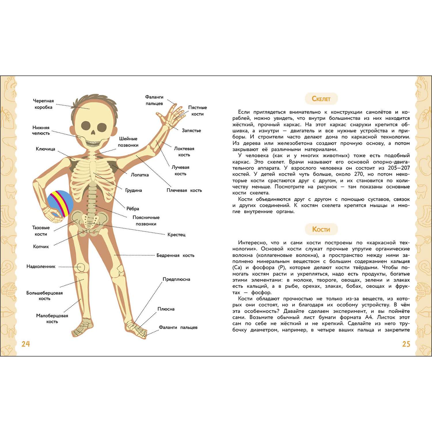 Книга Анатомия для детей - фото 2