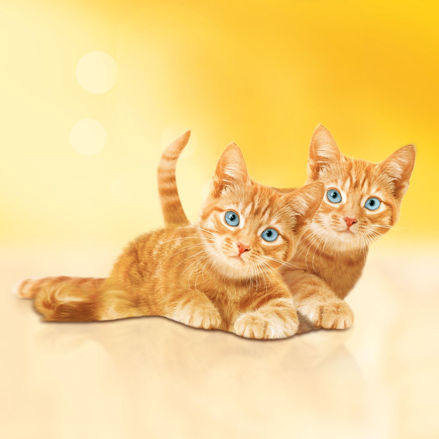 Корм для котят Friskies курица 85г - фото 6