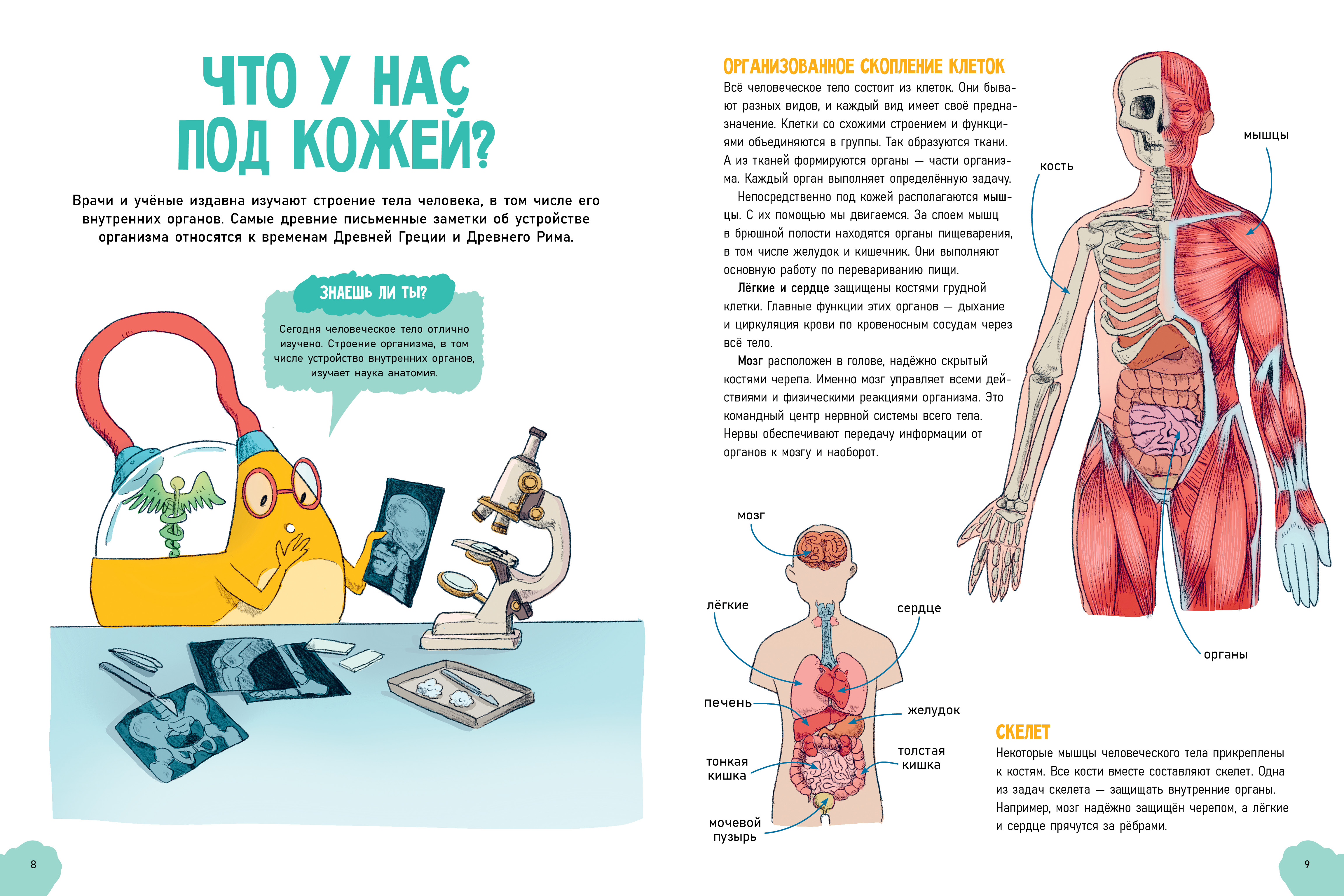 Книга Clever Удивительные энциклопедии. Невероятное тело человека Валло Д. - фото 6