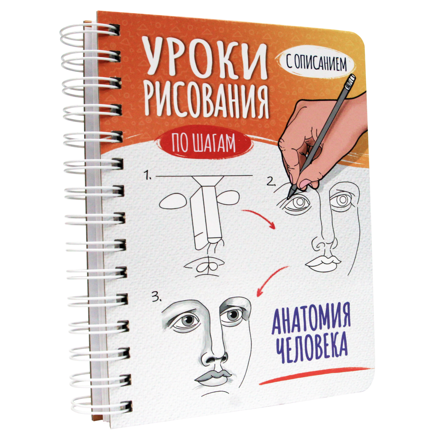 Скетчбук Проф-Пресс А5 уроки рисования по шагам Анатомия человека