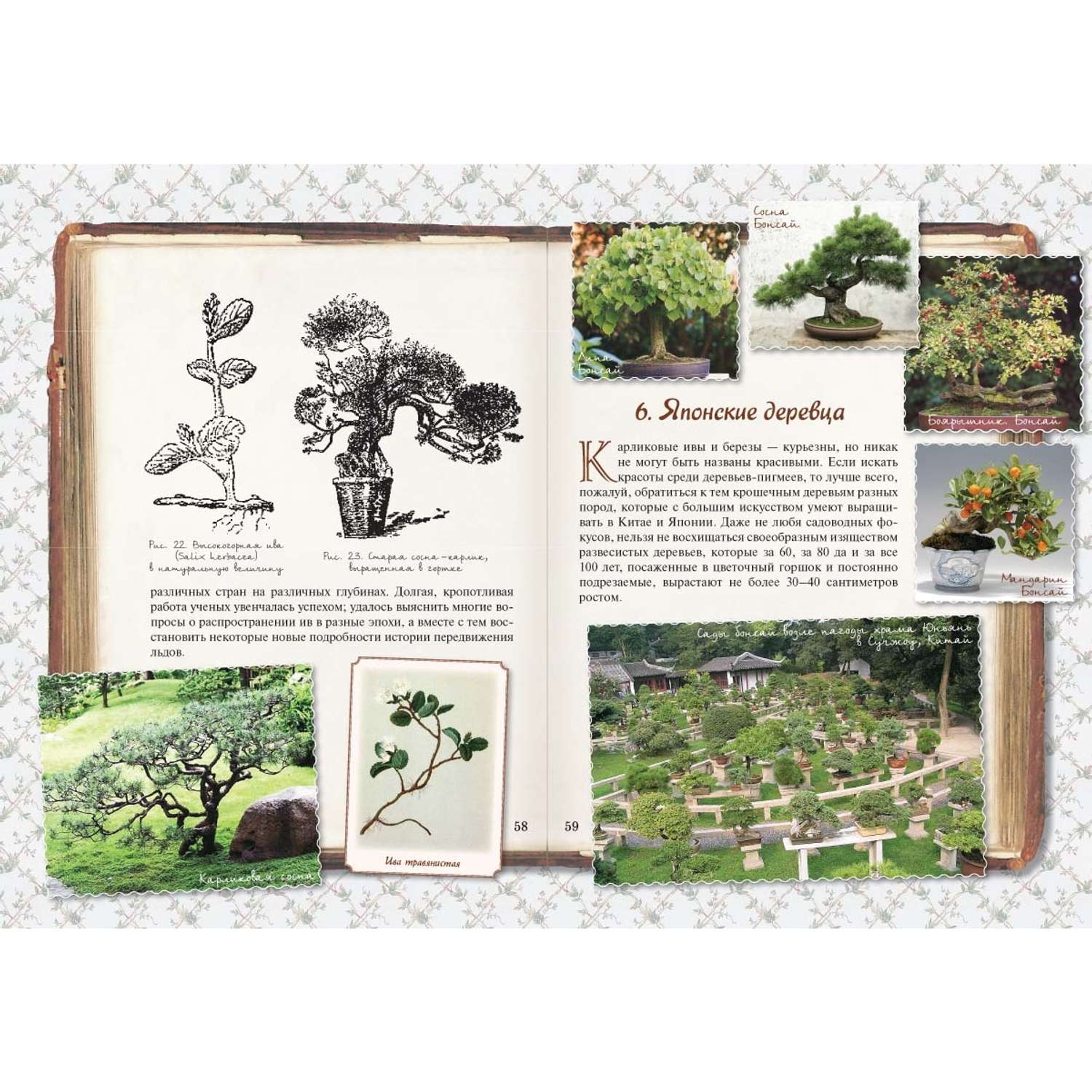 Книга Белый город Занимательная ботаника - фото 3