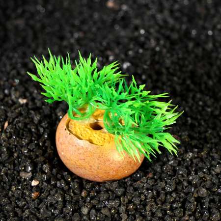 Растение для аквариума Пижон Аква на камне