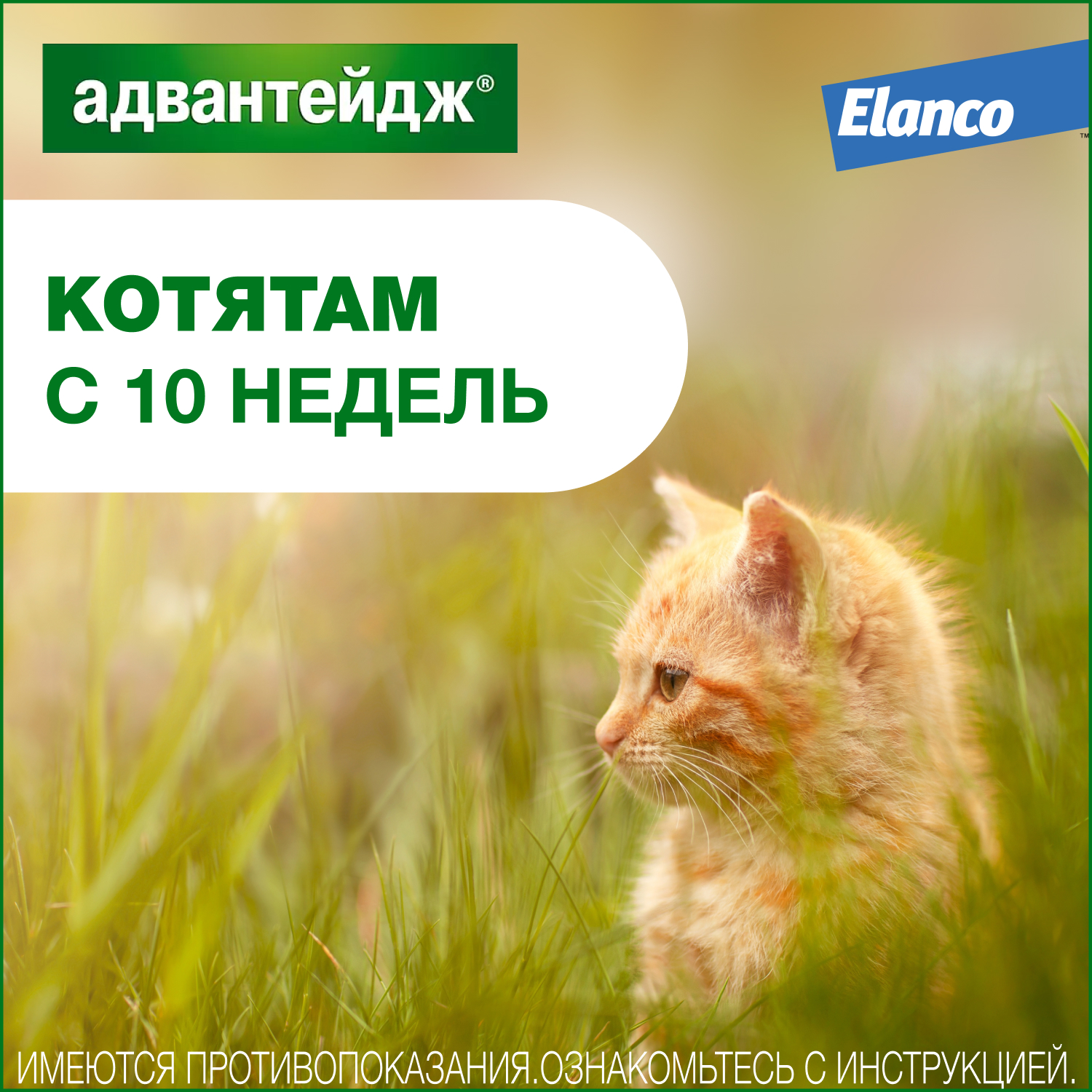 Капли для кошек Elanco Адвантейдж против блох 1пипетка - фото 7