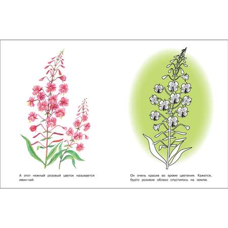 Раскраска Окружающий мир Лесные и полевые цветы