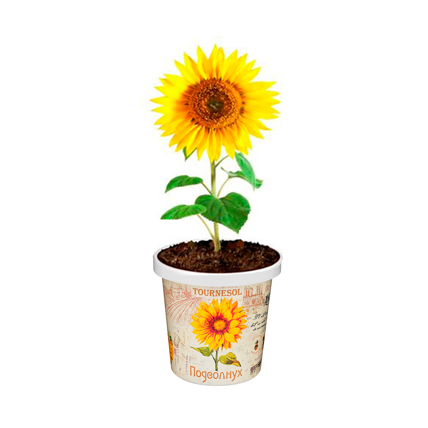 Набор для выращивания растений Rostok Visa Вырасти сам цветок Подсолнечник в подарочном горшке - фото 5