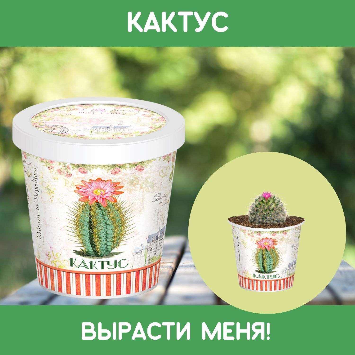 Набор для выращивания растений Rostok Visa Вырасти сам Кактус в подарочном горшке - фото 1
