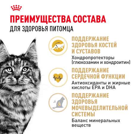 Корм сухой для кошек ROYAL CANIN Maine Coon 2кг породы мейн-кун