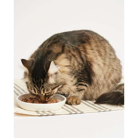 Корм для кошек Carnica 100г паштет из индейки для поддержания веса консервированный