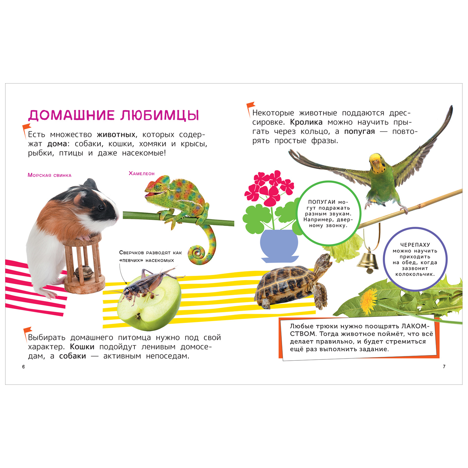 Домашние любимцы. Энциклопедия для первого чтения с крупными буквами