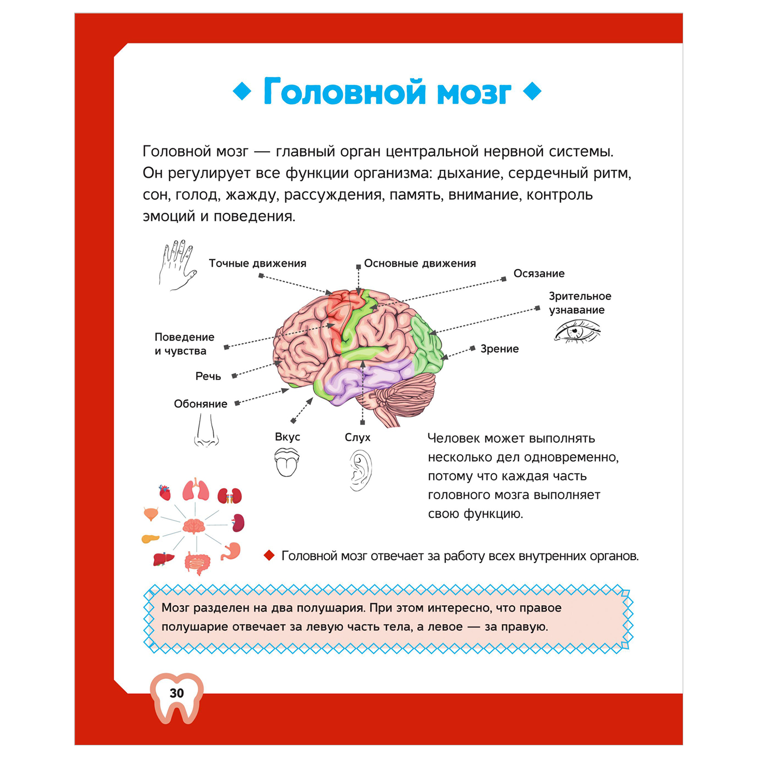 Энциклопедия Тело человека - фото 7