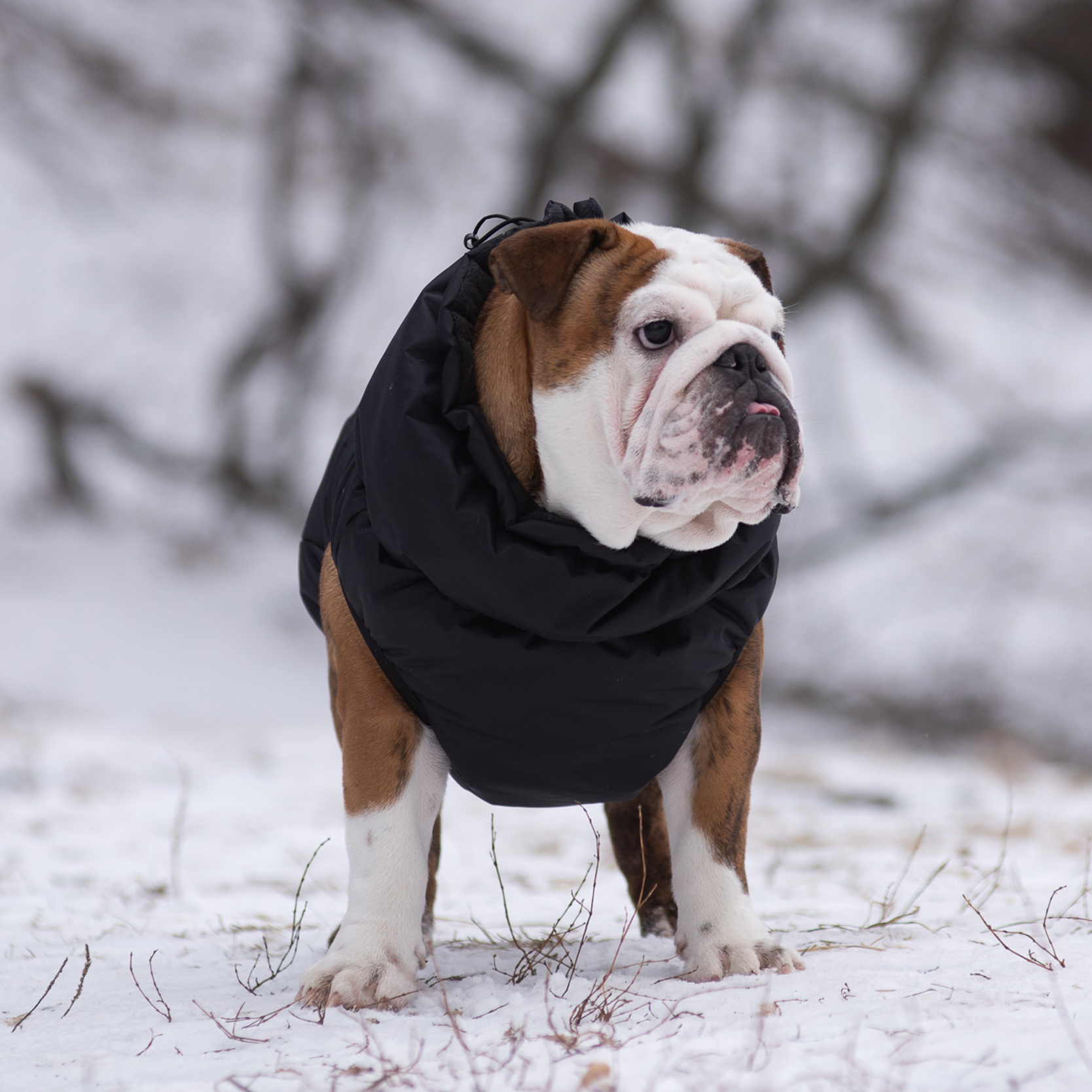 Жилет для собак Rain Dog - фото 6