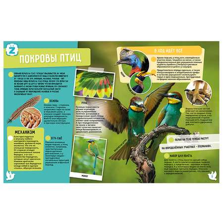 Книга KidZlab Энциклопедия в дополненной реальности «Птицы. 250 невероятных фактов»