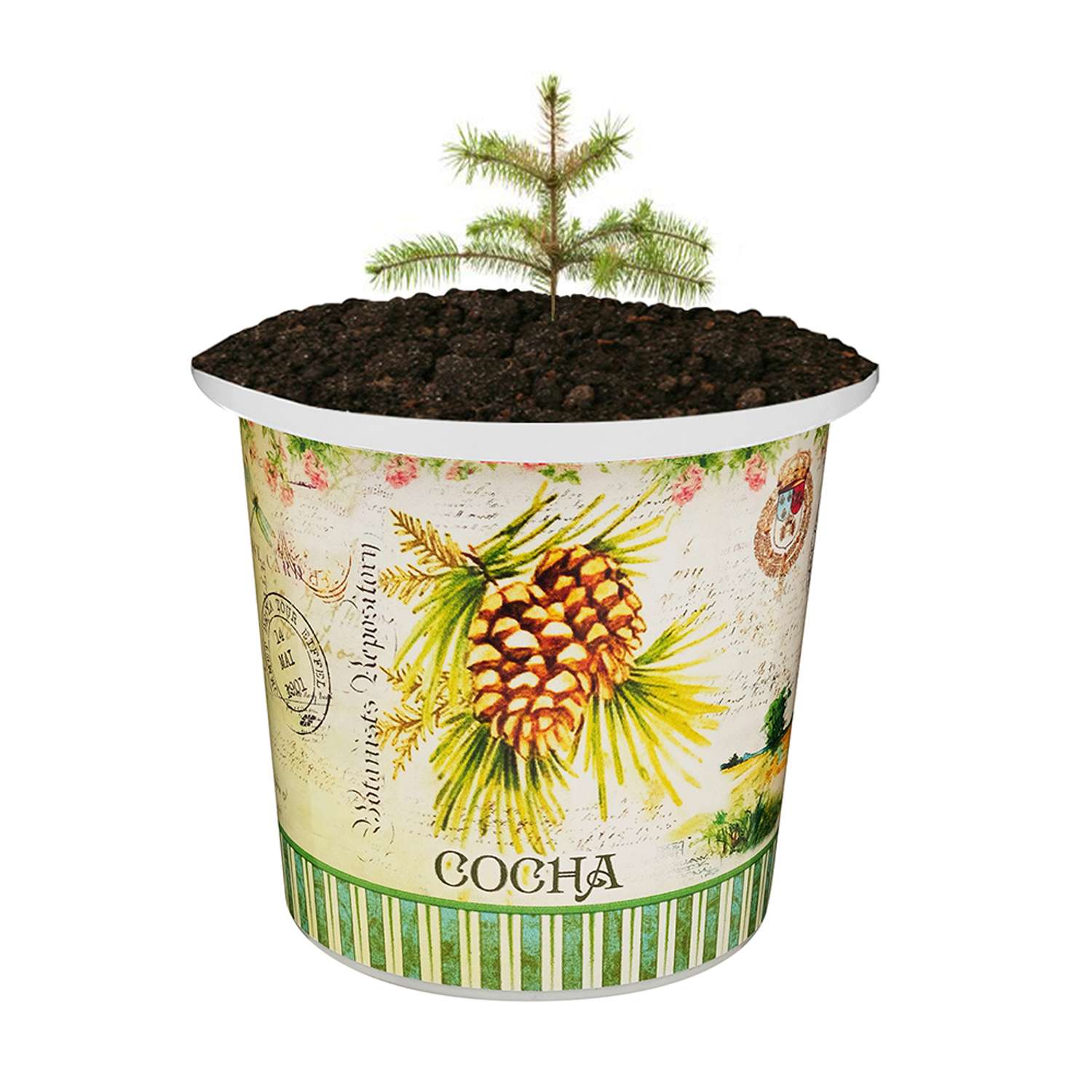Набор для выращивания растений Rostok Visa Вырасти сам дерево Сосна в подарочном горшке - фото 5