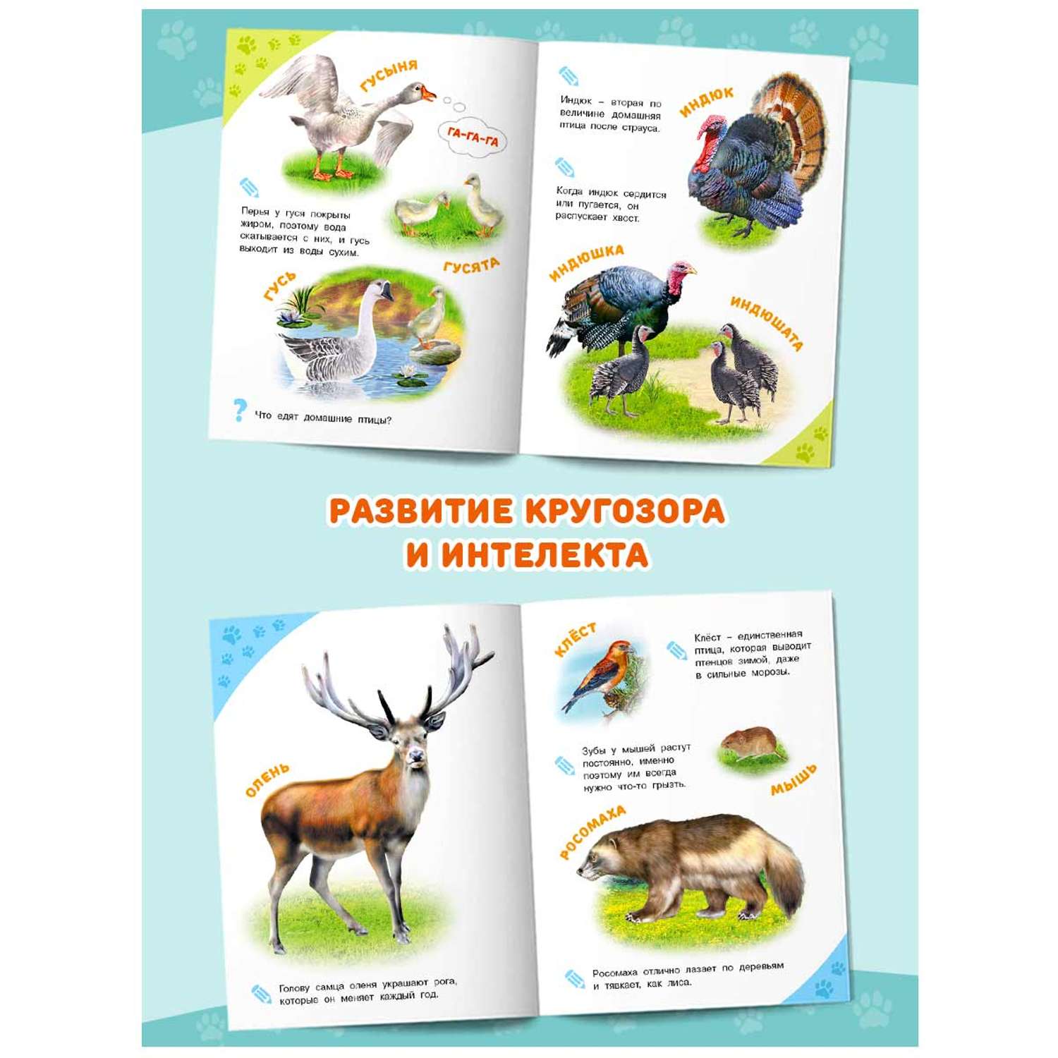 Энциклопедии Фламинго для детей и малышей Познавательные книги для раннего развития 3 шт. - фото 3