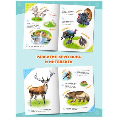 Энциклопедии Фламинго для детей и малышей Познавательные книги для раннего развития 3 шт.