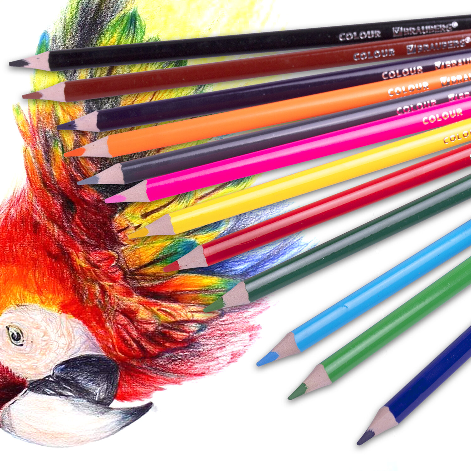 Карандаши цветные Brauberg художественные для рисования 12 цветов с мягким грифелем - фото 11