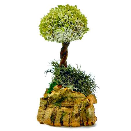 Дерево из цетрарии с 1 кроной Cetraria 18 см