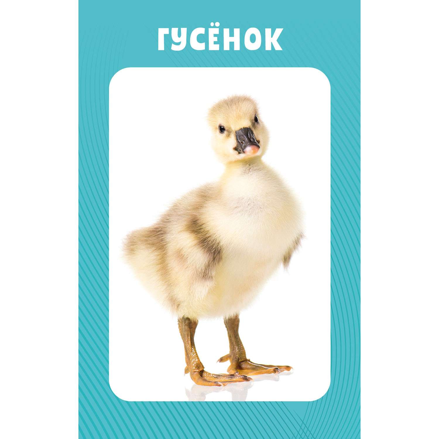 Книга Clever Издательство Развивающие карточки для малышей. 100 животных - фото 4