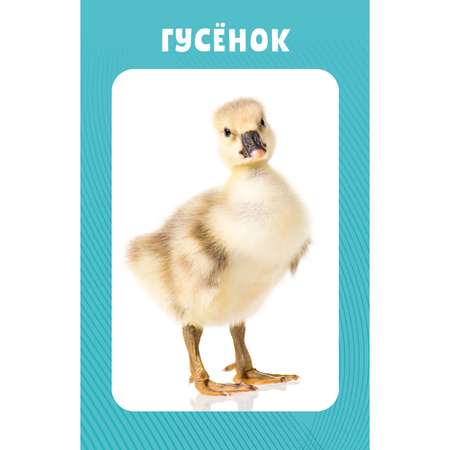 Книга Clever Издательство Развивающие карточки для малышей. 100 животных