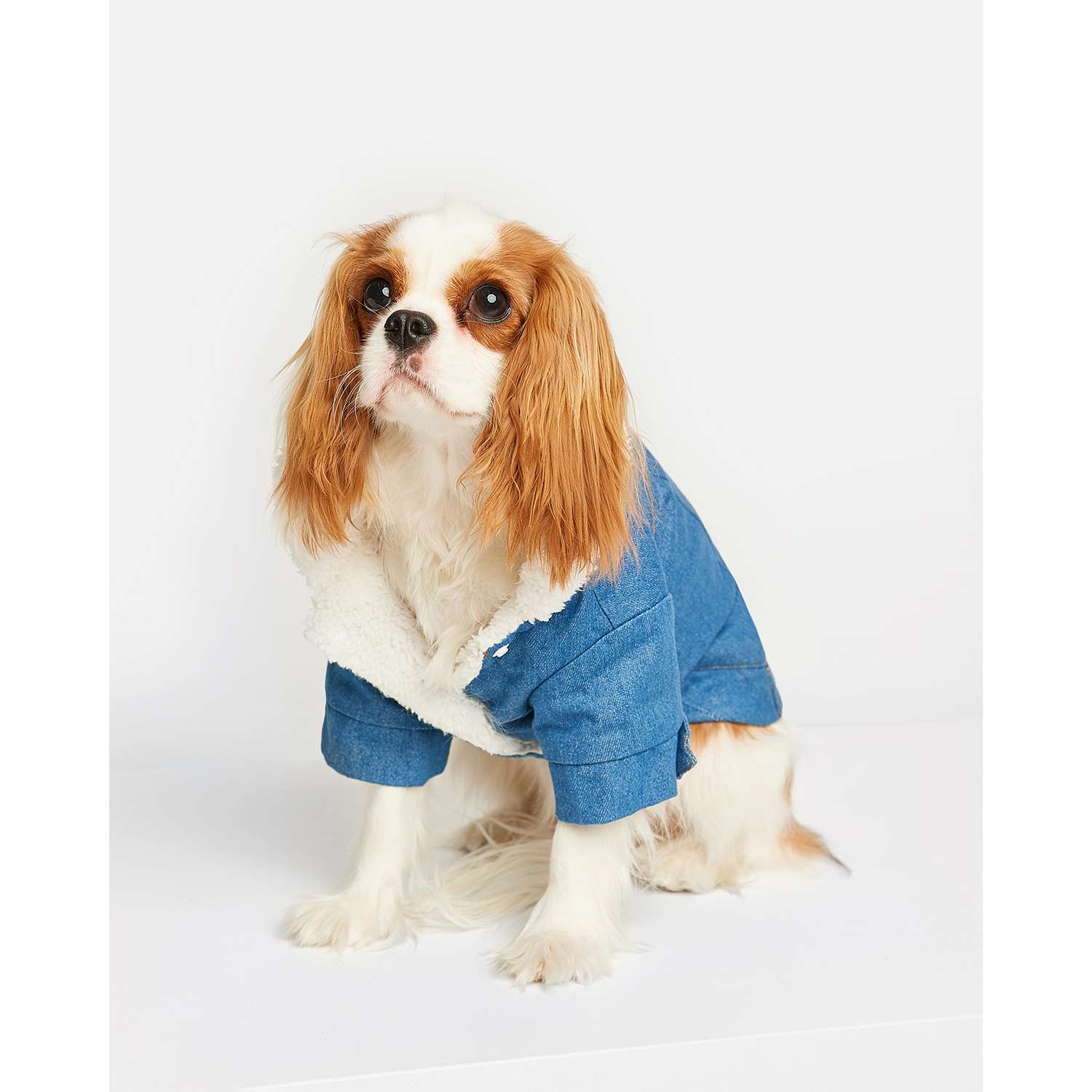 Куртка для собак Zoozavr синий 35 - фото 1