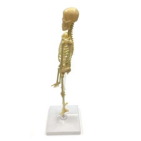 Набор исследовательский ND PLAY Скелет человека NDP-058