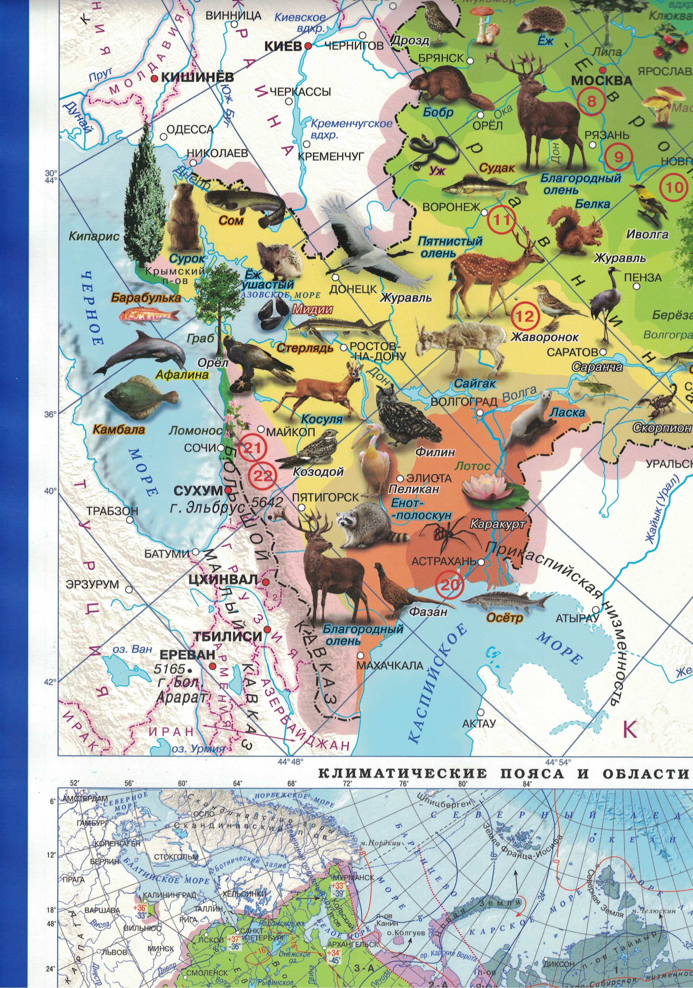 Карта настенная Атлас Принт Россия. Природные зоны животные и растения 1.0x0.7 м - фото 3