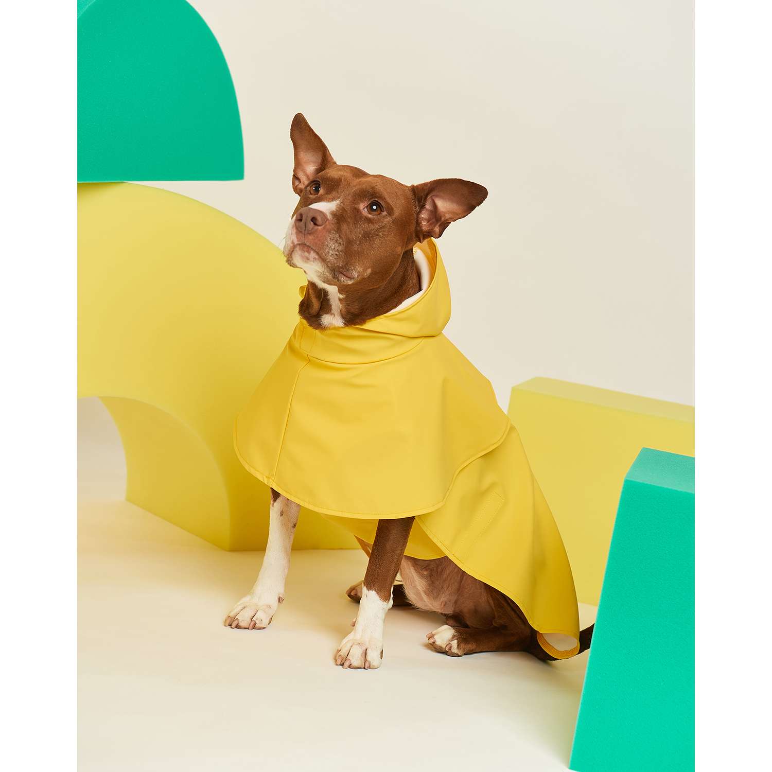 Дождевик для собак Zoozavr жёлтый 55 - фото 8