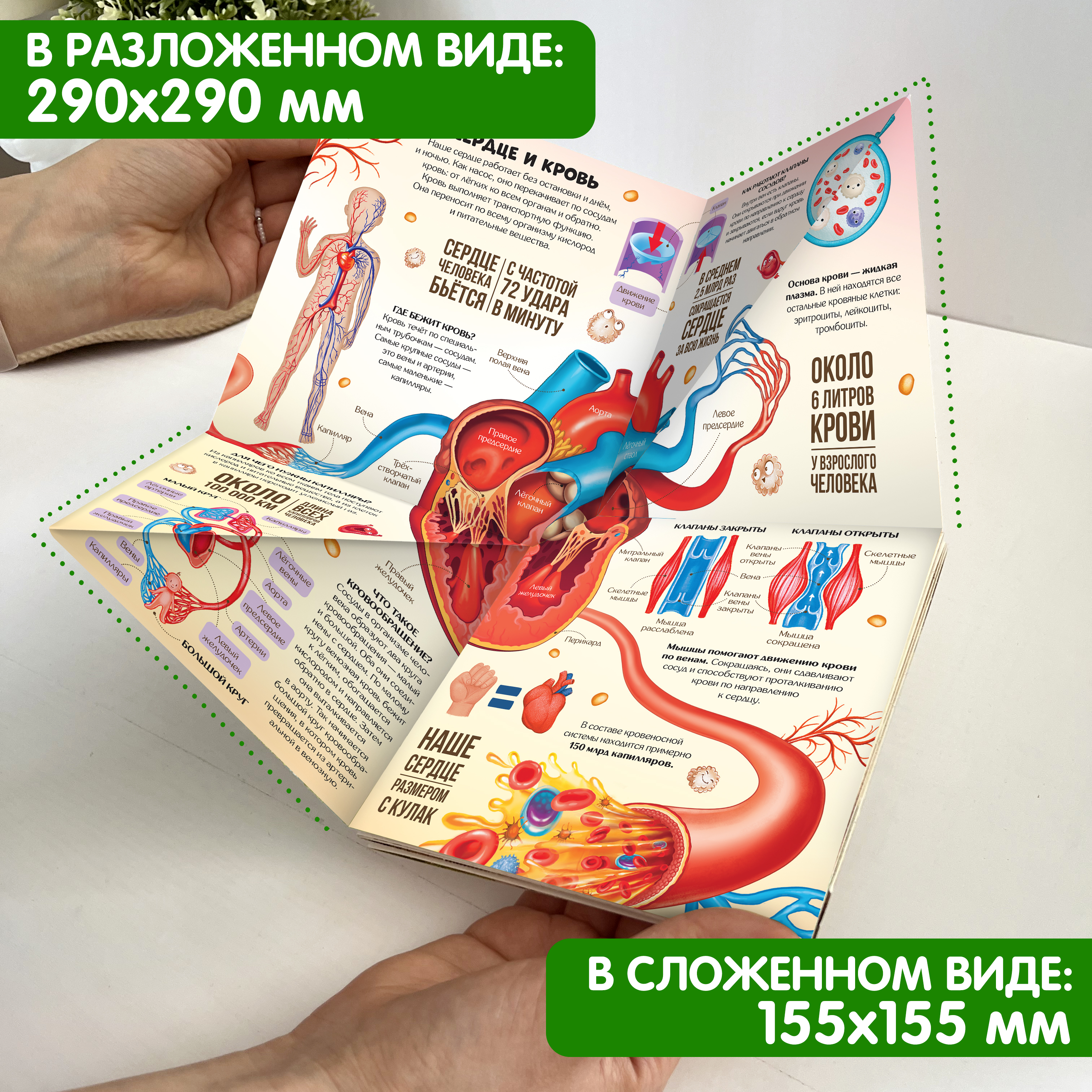 Книга-трансформер Malamalama Энциклопедия Анатомия - фото 2