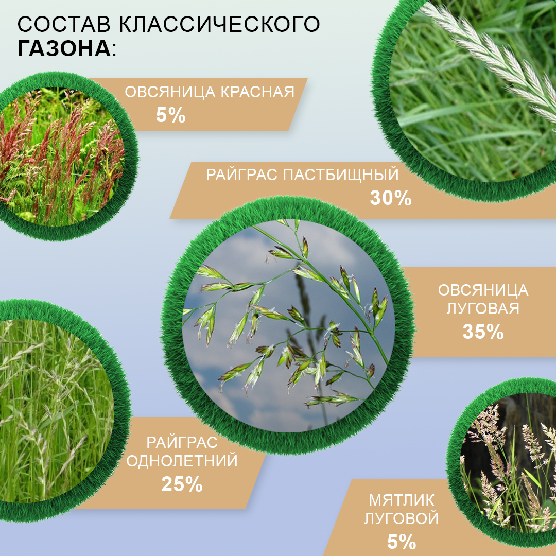 Семена газона Мираторг Классический газон 1 кг - фото 3