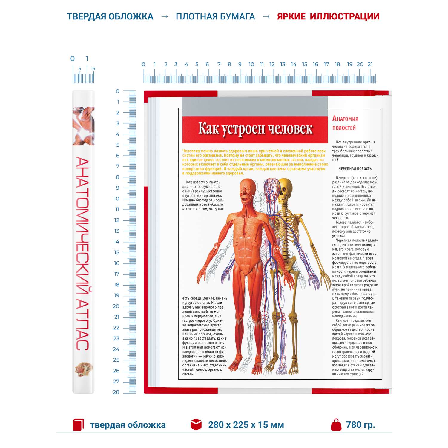 Книга Харвест Книга Атлас анатомии человека Основы строения и физиологии тела - фото 2