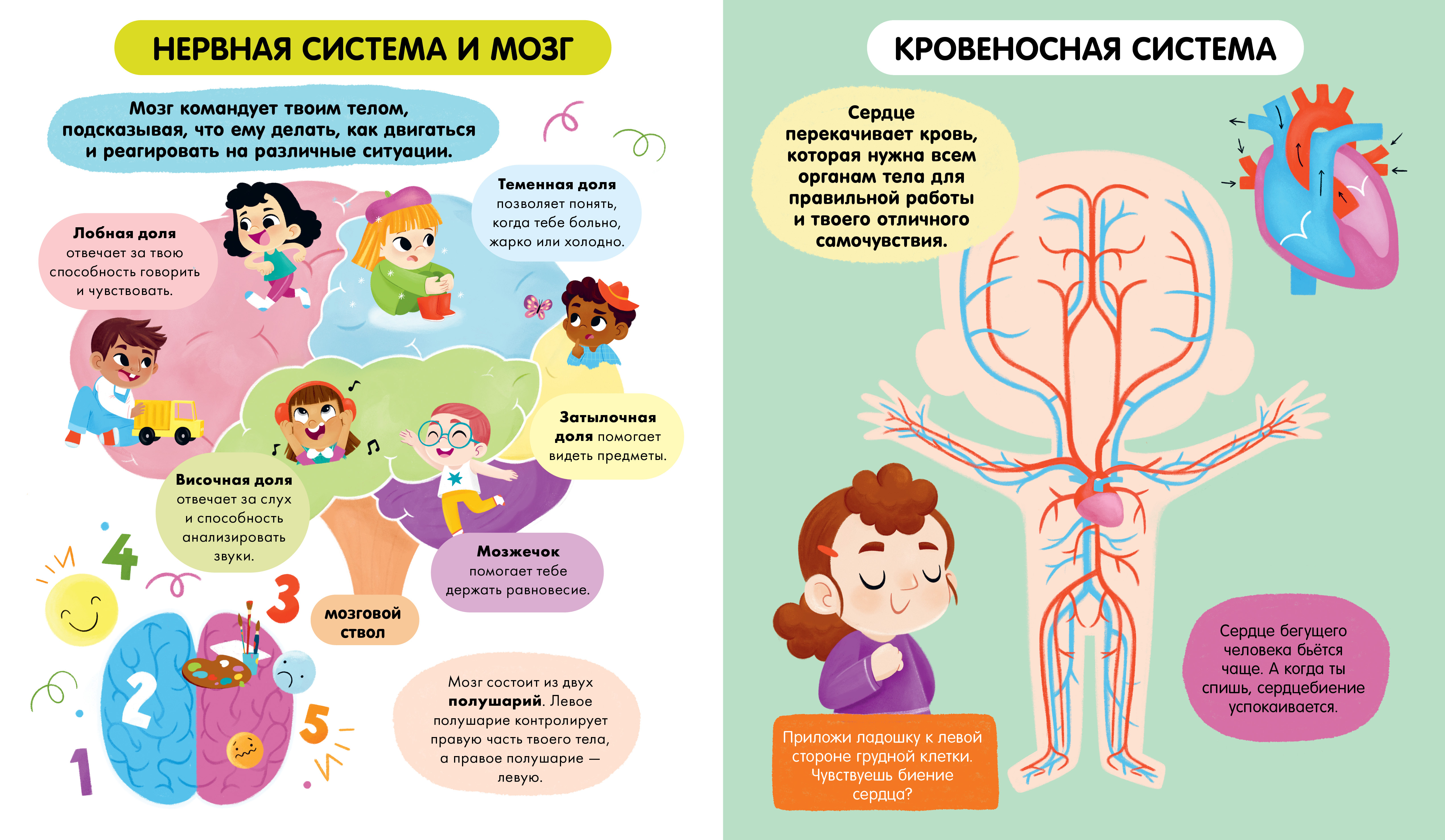 Книга Clever Удивительные энциклопедии Тело человека мягкая обл - фото 5