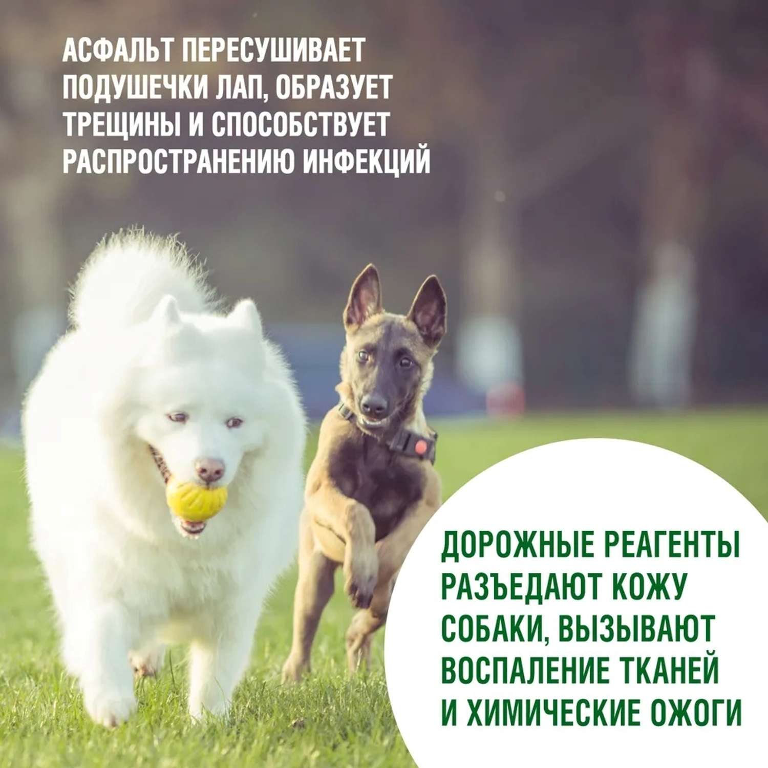 Шампунь для собак ECOZAVR с Пантенолом 500мл - фото 4