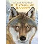 Книга Махаон Лесные животные в натуральную величину