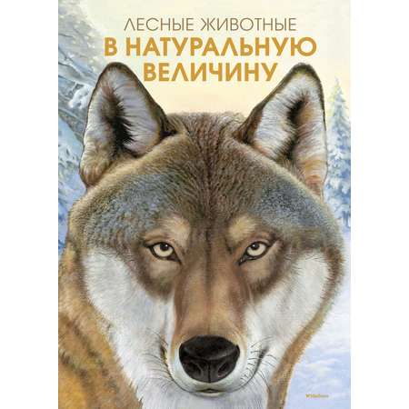 Книга Махаон Лесные животные в натуральную величину