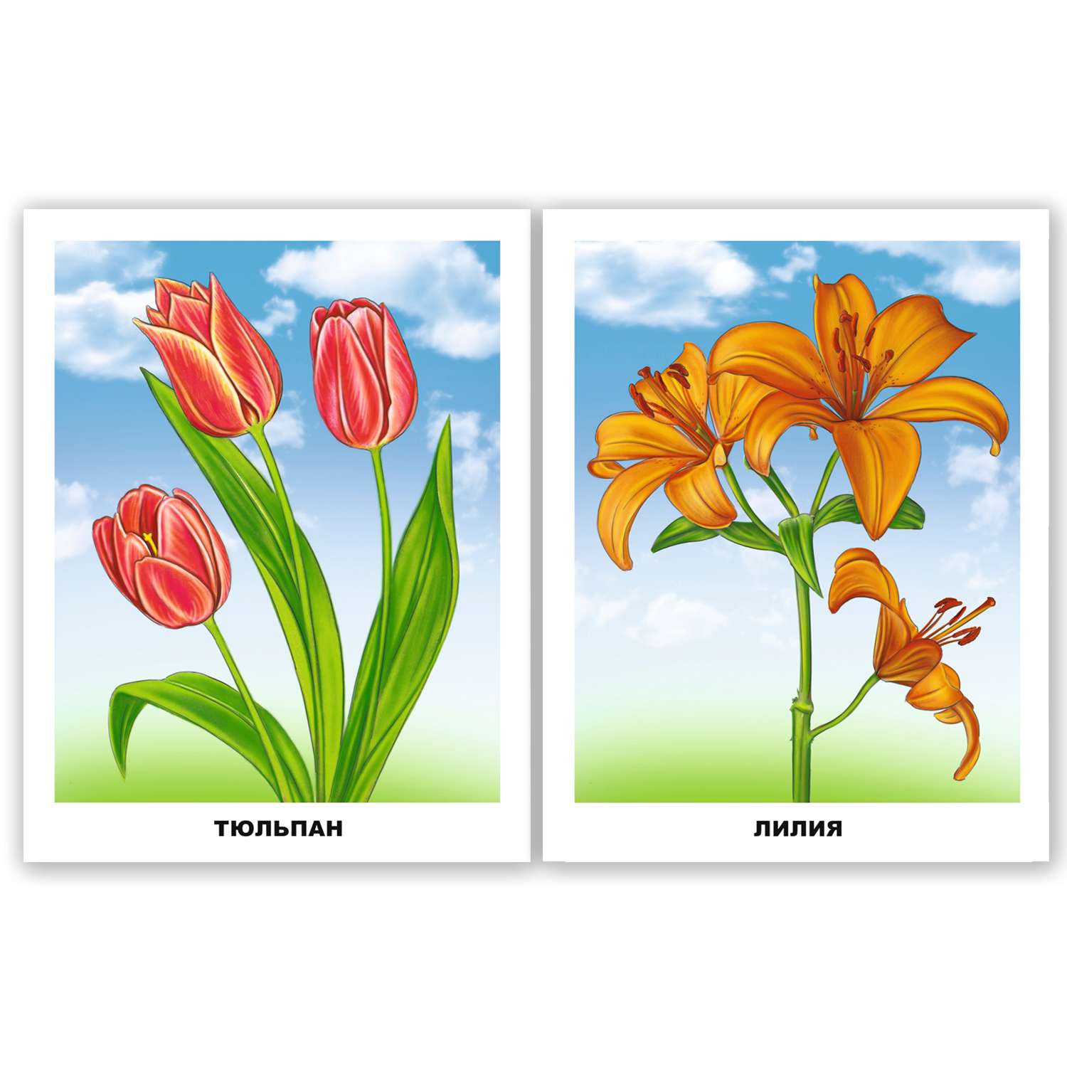 Комплект обучающих карточек Проф-Пресс Комнатные цветы+Полевые+Садовые - фото 2