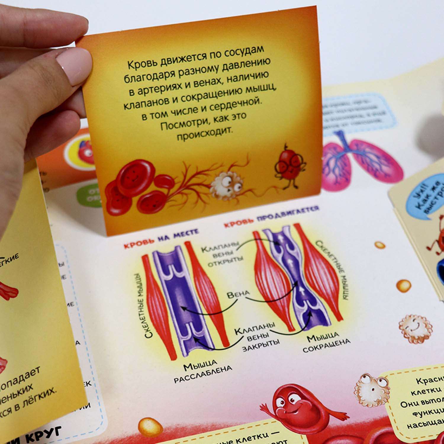 Книга Энциклопедия для детей Malamalama Анатомия с объемными картинками Секреты тела человека - фото 3