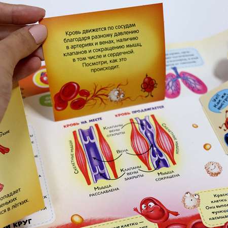 Книга Энциклопедия для детей Malamalama Анатомия с объемными картинками Секреты тела человека