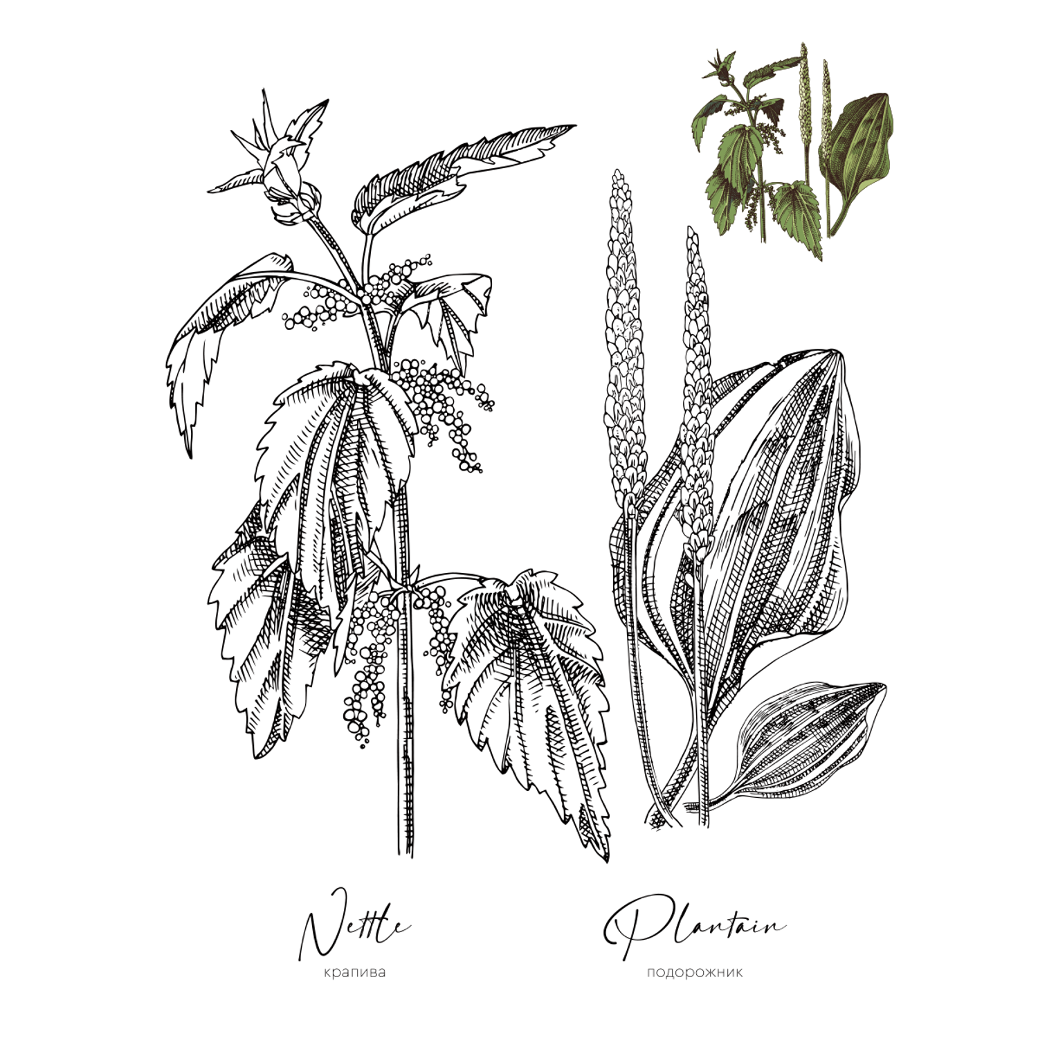 Раскраска Жёлудь Medicinal Herbs Травы медицинские Раскраска вдохновение - фото 13