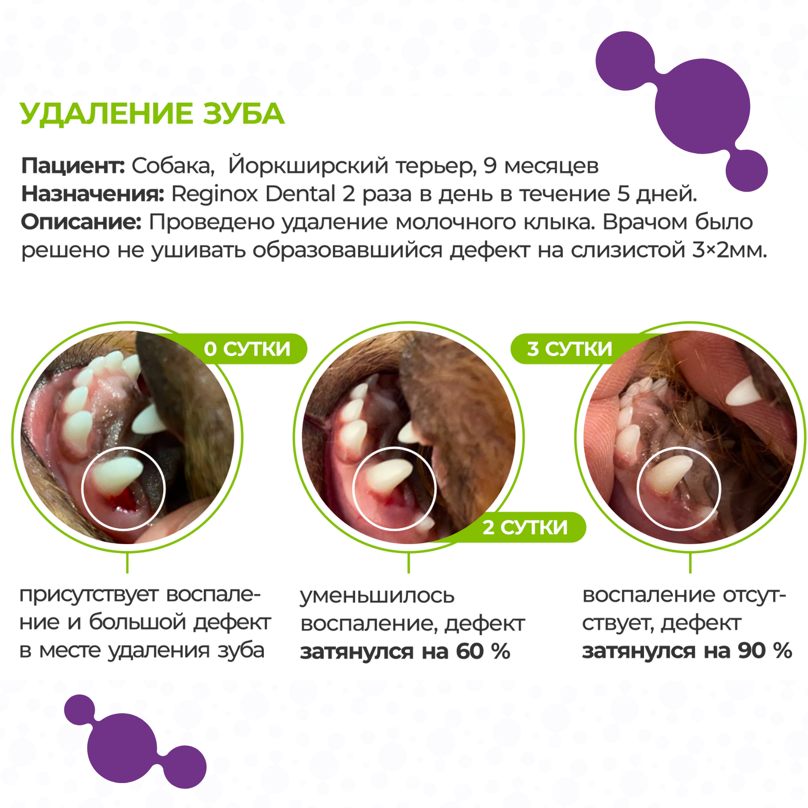 Reginox Dental гель заживляющий для ухода за полостью рта животных (Регинокс Дентал) - фото 4