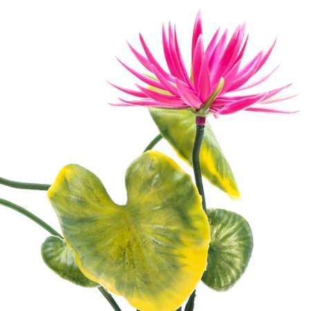 Растение PennPlax Red Water Lily с грузом 27см Красно-Зеленое P2LH