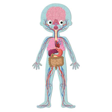 Пазл Janod тело человека обучающий 4 шт на 50/50/75 и 100 элементов J02681