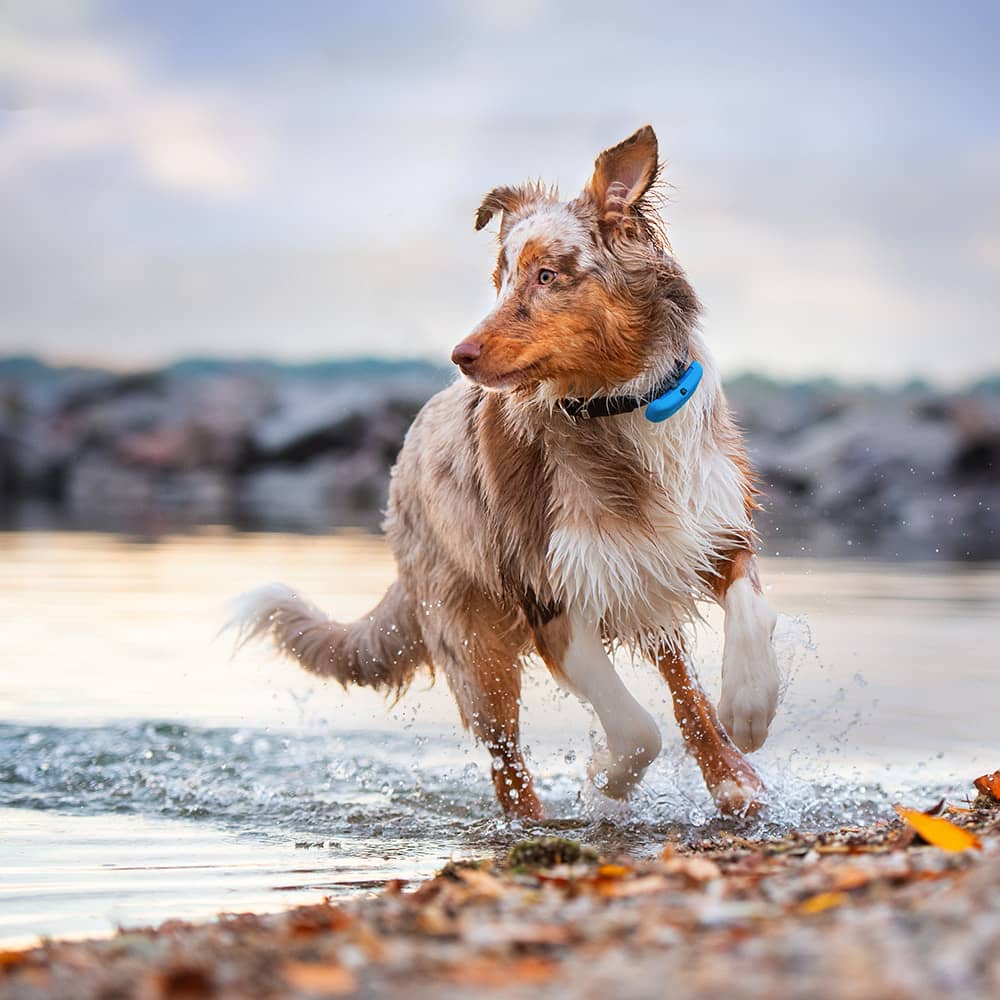 Трекер для собак Tractive Dog - фото 9