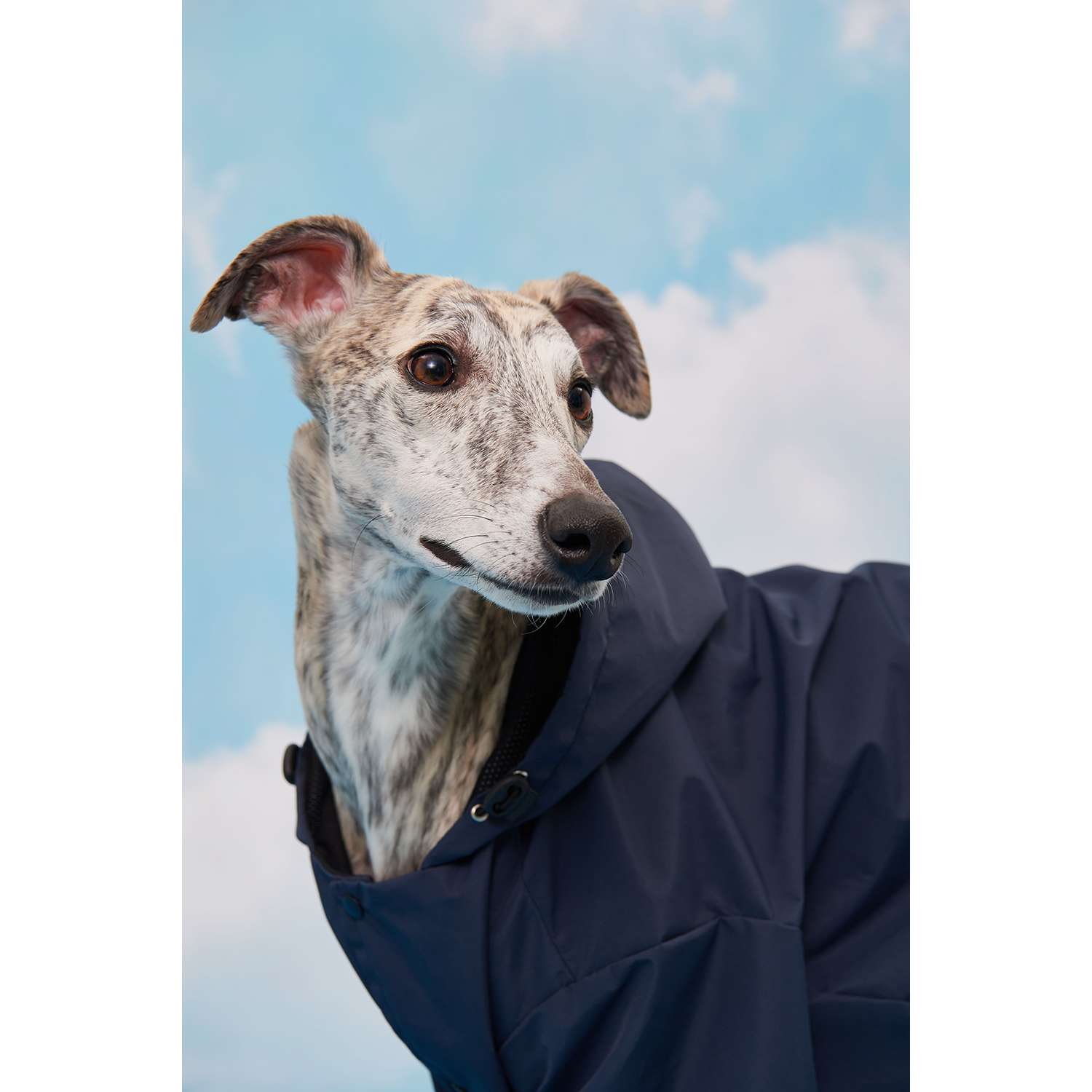 Куртка-дождевик для собак Зоозавр тёмно-синяя 60 - фото 10